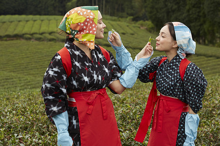 采茶妇女闻茶叶图片