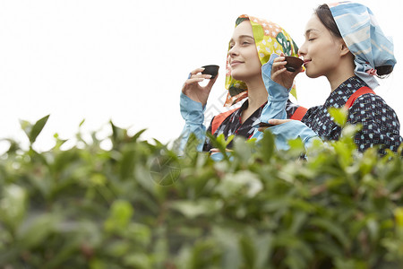 品味茶叶的女子图片