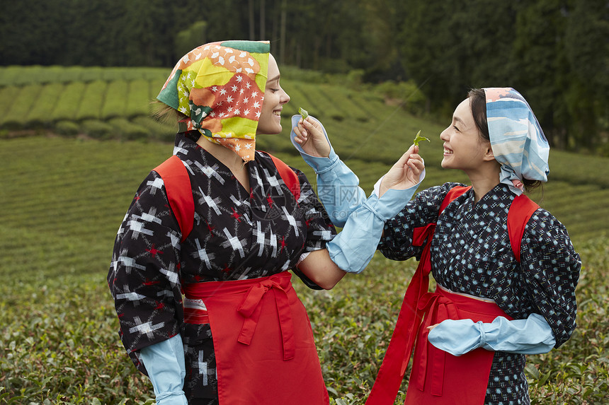 采摘茶叶的女子品尝茶叶图片