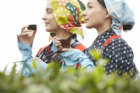 采摘茶叶的女子品尝茶叶图片