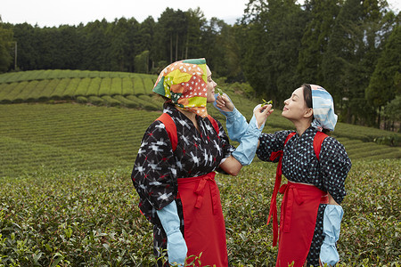 采摘茶叶的女子品尝茶叶图片