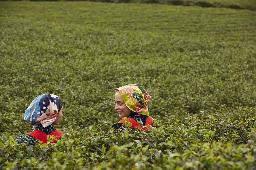 茶园里的妇女采摘茶叶图片