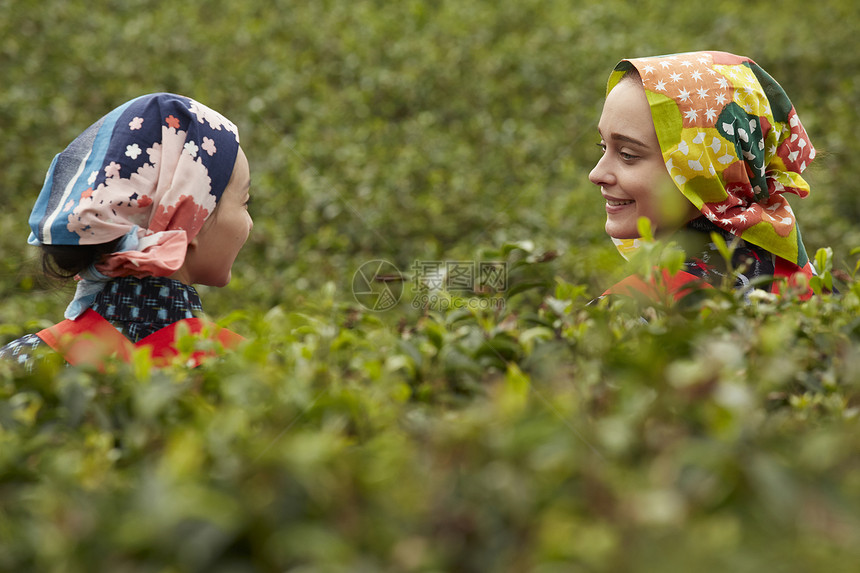 在茶园采摘茶叶的女子图片