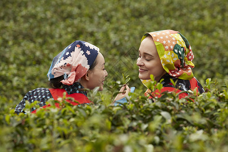 在茶园采摘茶叶的女子图片