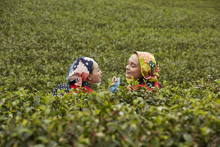 在茶园采摘茶叶的女子图片