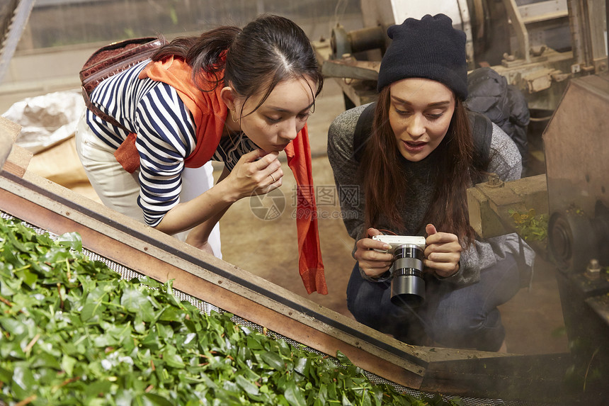 年轻女子参加茶叶加工厂图片