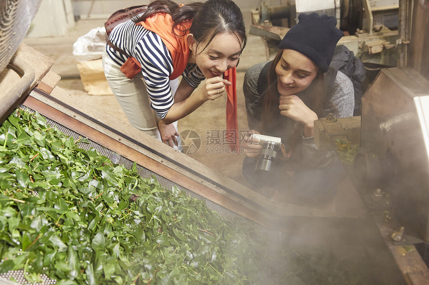 年轻女子参加茶叶加工厂图片