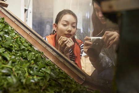 静冈观察茶厂的日本妇女背景