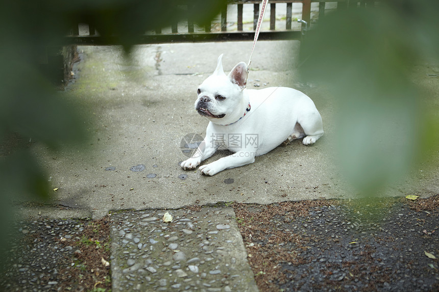 路边的法国斗牛犬图片