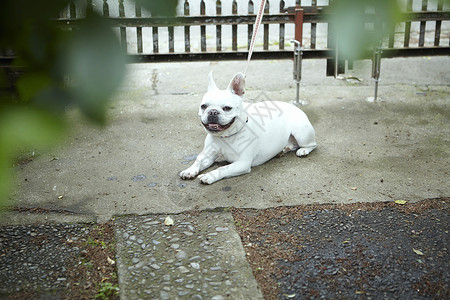 可爱的法国斗牛犬图片