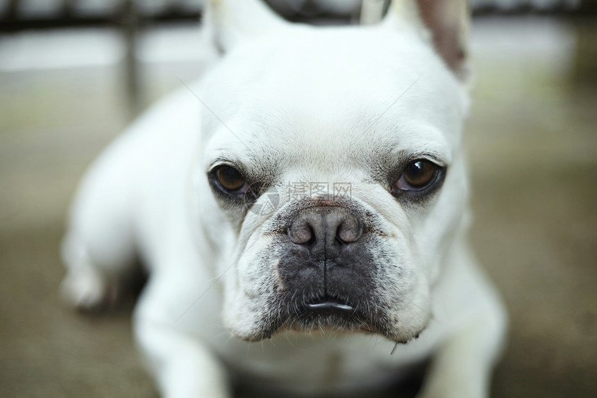 可爱的法国斗牛犬图片