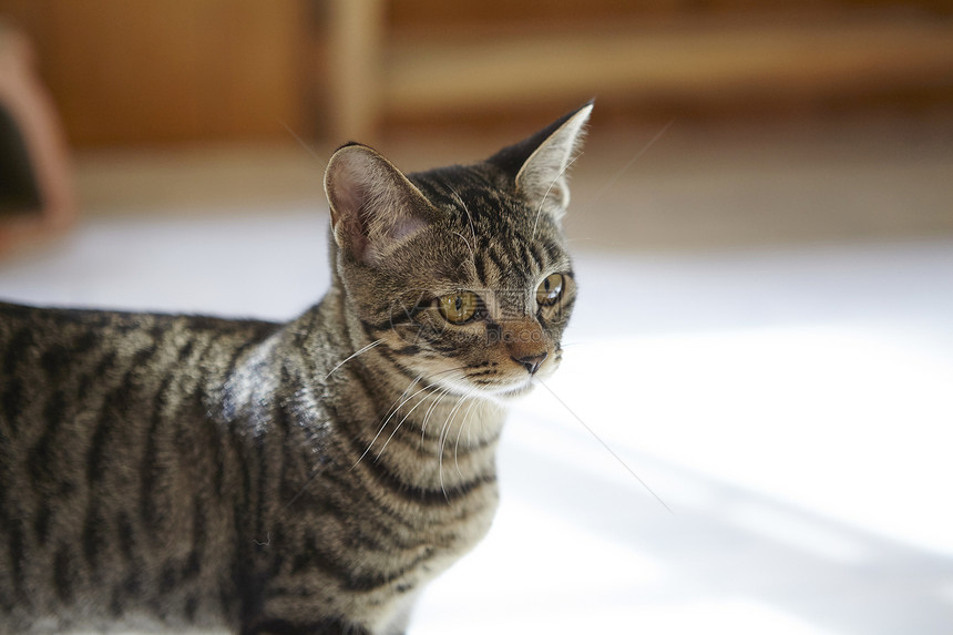 房间里的一只猫图片