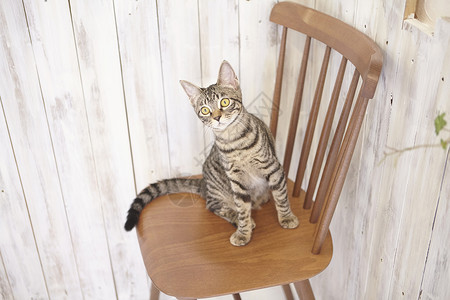 椅子上的猫图片