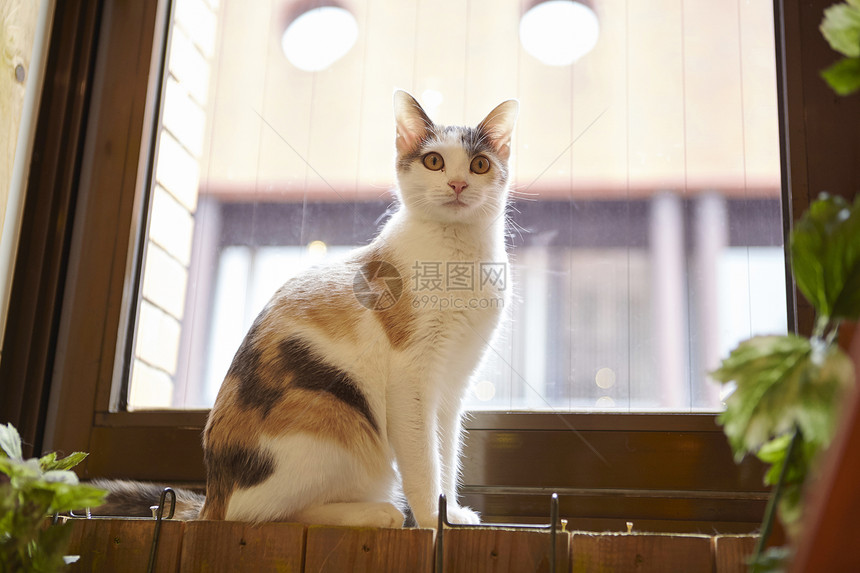 窗台上站着的猫图片