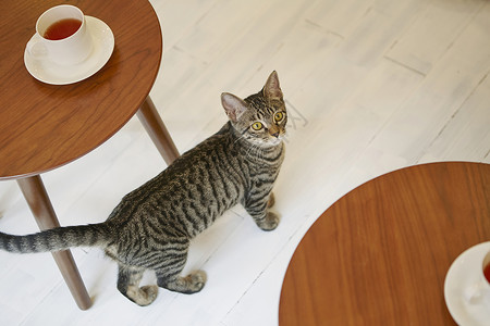 喝奶茶猫走在两张桌子之间的猫背景