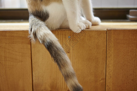 窗台上猫的尾巴图片