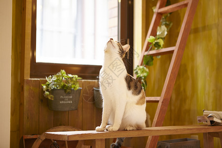 杂色猫窗台边站着的猫背景