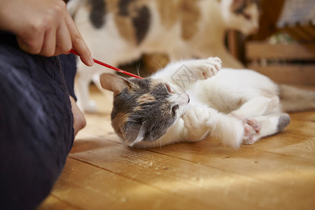 2个猫素材在猫咖女人拿着逗猫棒和猫玩背景