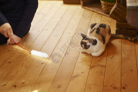 杂色猫在猫咖女人拿着逗猫棒和猫玩背景