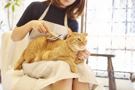 在猫咖给猫梳毛的女人图片