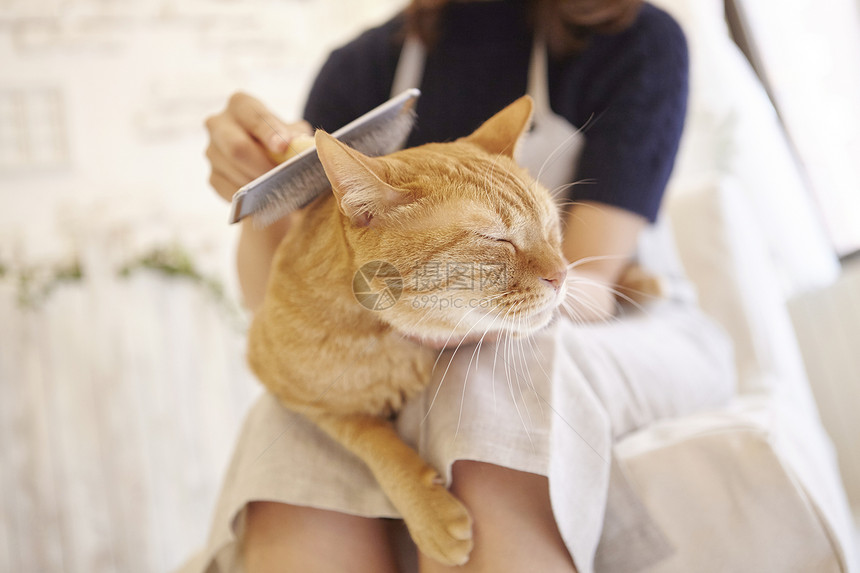 在猫咖给猫梳毛的女人图片