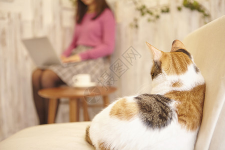 女人在猫咖工作图片