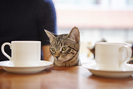 猫咪看着人类的食物图片