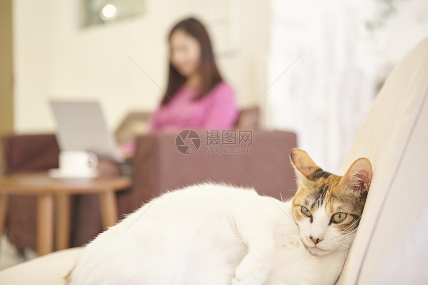宠物咖啡馆慵懒的猫咪图片