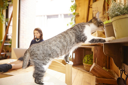 在猫咖看着植物架的猫背景图片