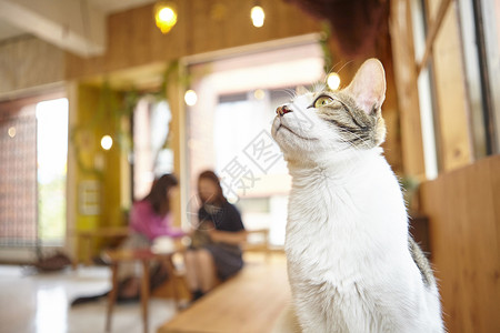 猫咪咖啡馆的猫咪图片