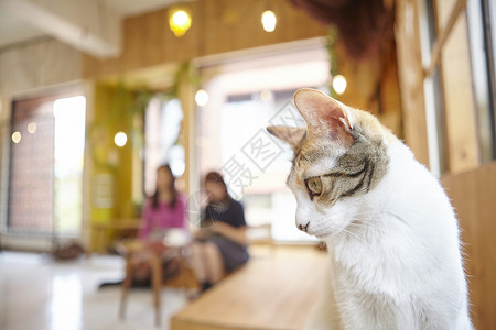 猫咖里低头向下看的猫图片