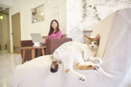 在猫咖用笔记本电脑办公的人和椅子上的猫图片