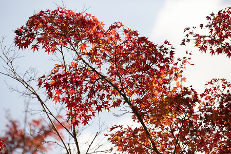 秋天火红的枫叶图片
