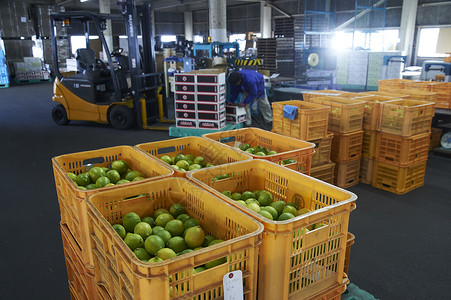 柠檬加工运输工厂图片