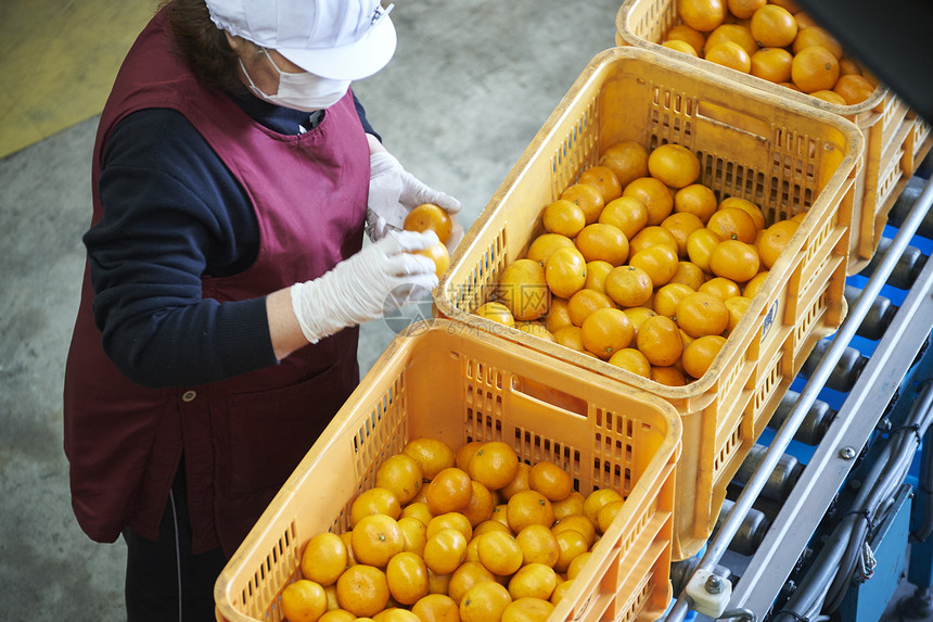 工人筛选橘子图片