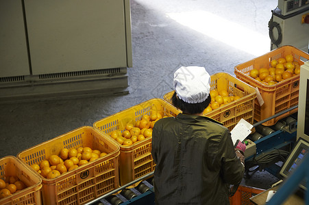 工人准备运送橘子图片