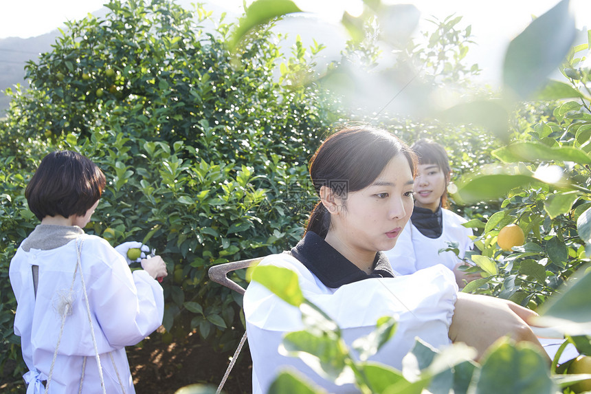 采摘柠檬的女工人图片