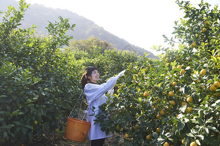 女人收获柠檬图片