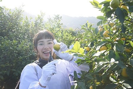 正在收柠檬的女工人图片