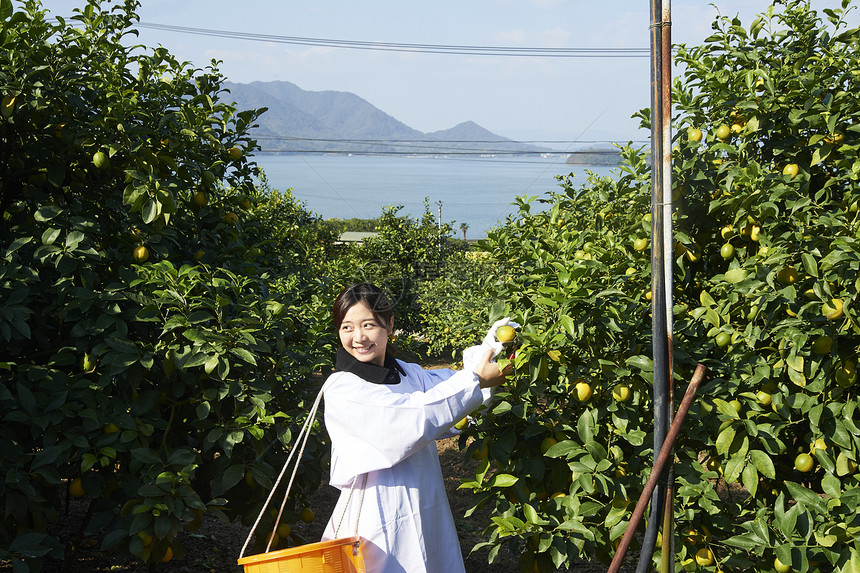 女人在果园采摘柠檬图片