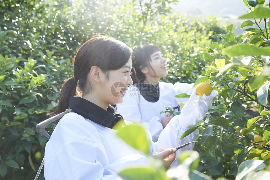 两个女人在果园采摘收获柠檬图片