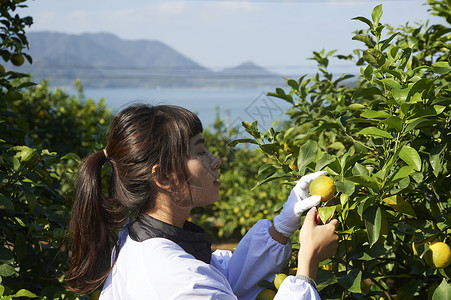 女人在果园采摘柠檬图片