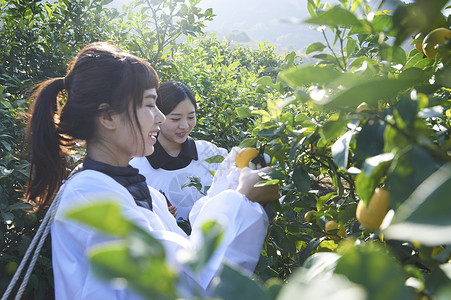 两个女人在果园采摘收获柠檬图片