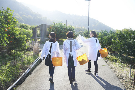 三个女人背着果篮走向水果种植园图片