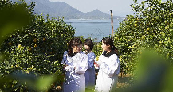 三个女人在果园里采摘柠檬图片