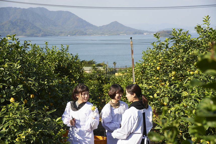 三个女人在果园里采摘柠檬图片