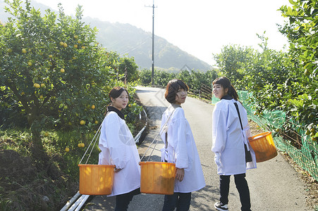 三个女人背着果篮走向水果种植园图片