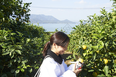 女人在果园采摘柠檬图片