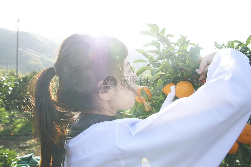 女人在果园采摘橘子图片