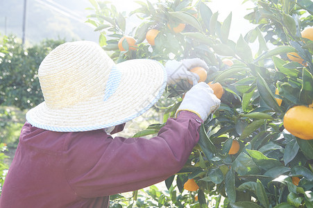 果农在果园采摘收获橘子高清图片